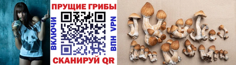 Псилоцибиновые грибы Psilocybine cubensis Кунгур